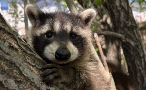 Close up view of a baby raccoon looking forward while resting on a tree branch