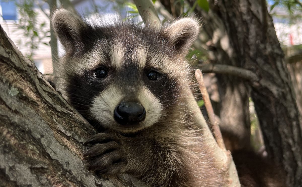 Close up view of a baby raccoon looking forward while resting on a tree branch