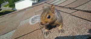 A gray squirrel sitting on the shingled roof of a house looking forward turns out to be a potential wildlife control issue