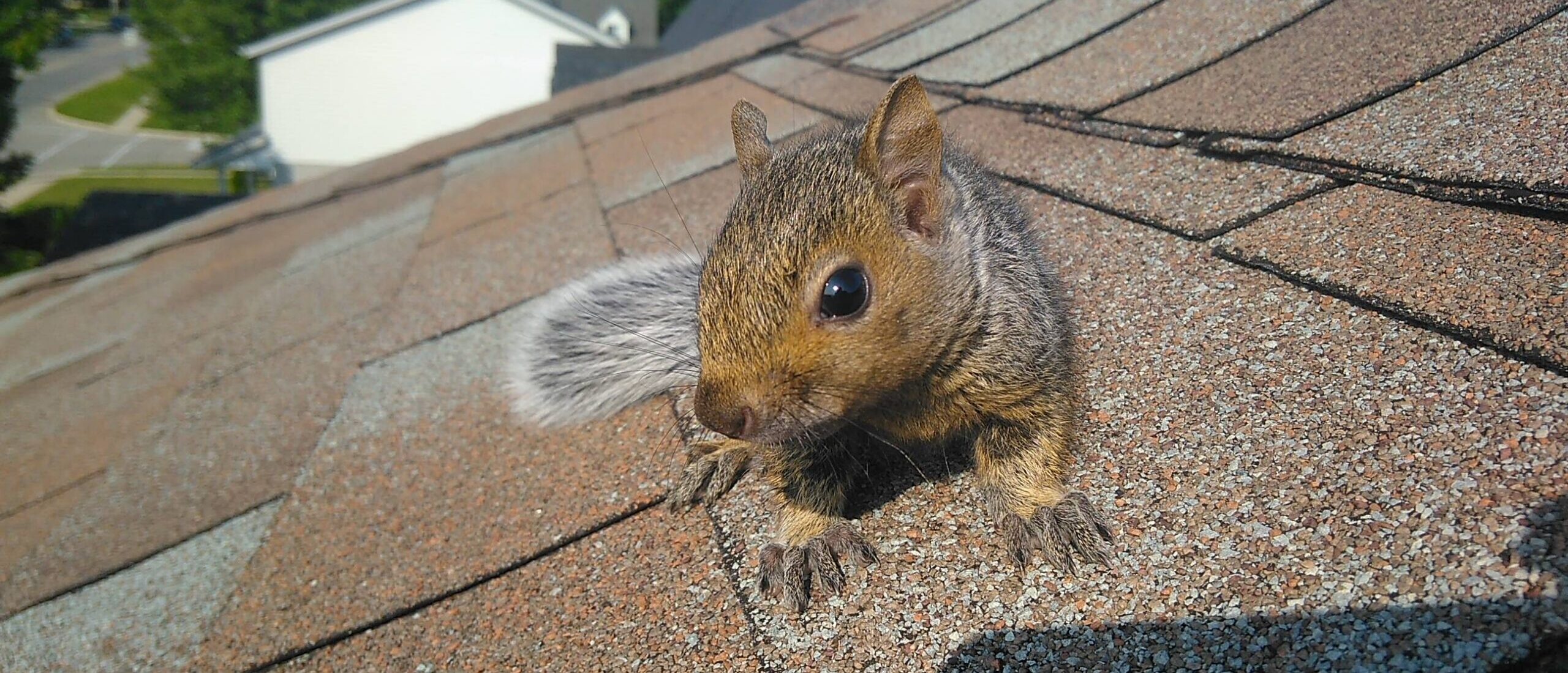 A gray squirrel sitting on the shingled roof of a house looking forward turns out to be a potential wildlife control issue