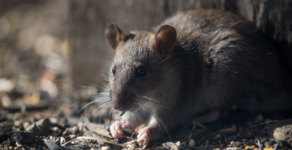 A brown wild rat foraging for food on the ground next to a wooden post