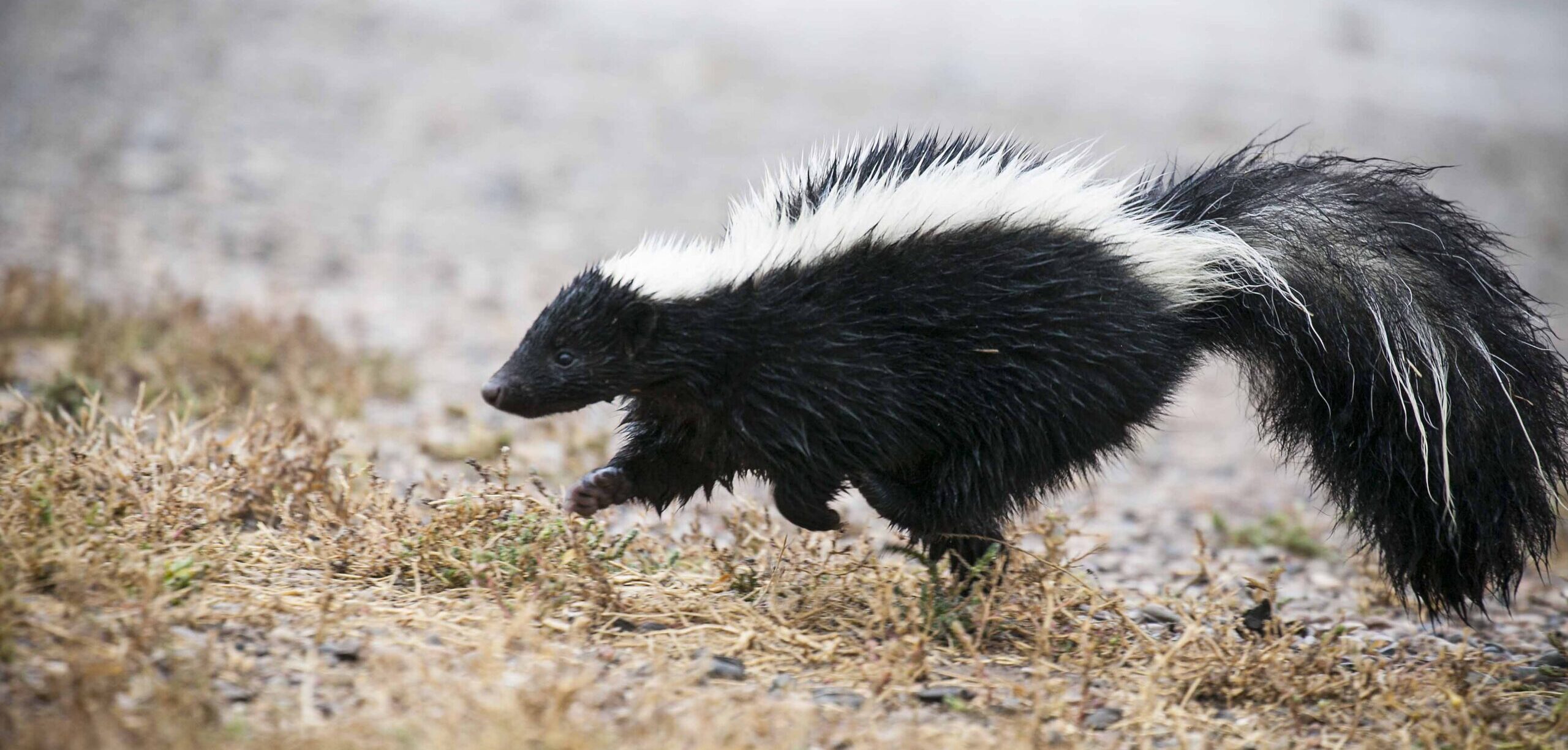 An adult striped skunk with a white stripe running along its back moving across a backyard lawn