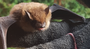 A small brown bat with fluffy light-brown fur and open wings resting on a person's thick, black textured protective handling glove.