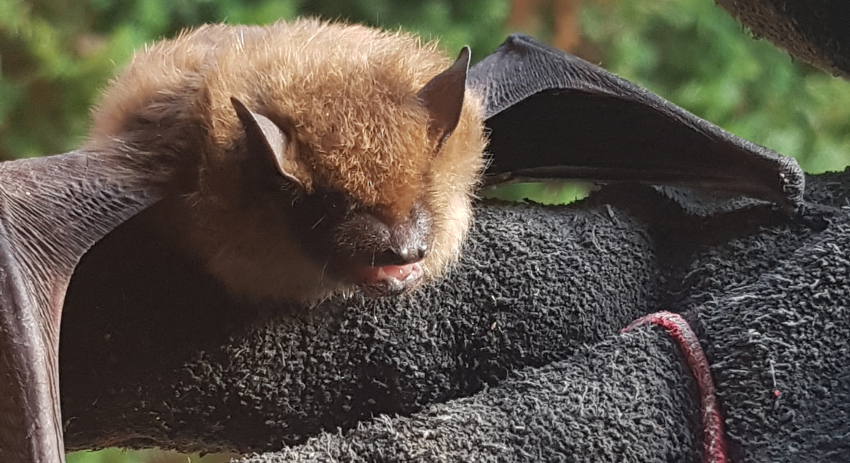 A small brown bat with fluffy light-brown fur and open wings resting on a person's thick, black textured protective handling glove.