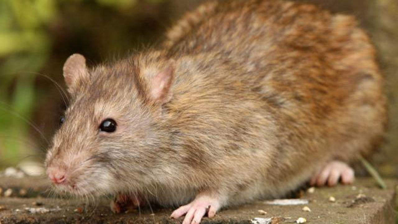 A detailed close-up of a wild brown rat with coarse brown fur crouched on a concrete surface, highlighting the need for wildlife exclusion services.
