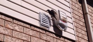 A European starling with nesting material in its beak perched on a residential wall exhaust vent next to a secure wire vent cover