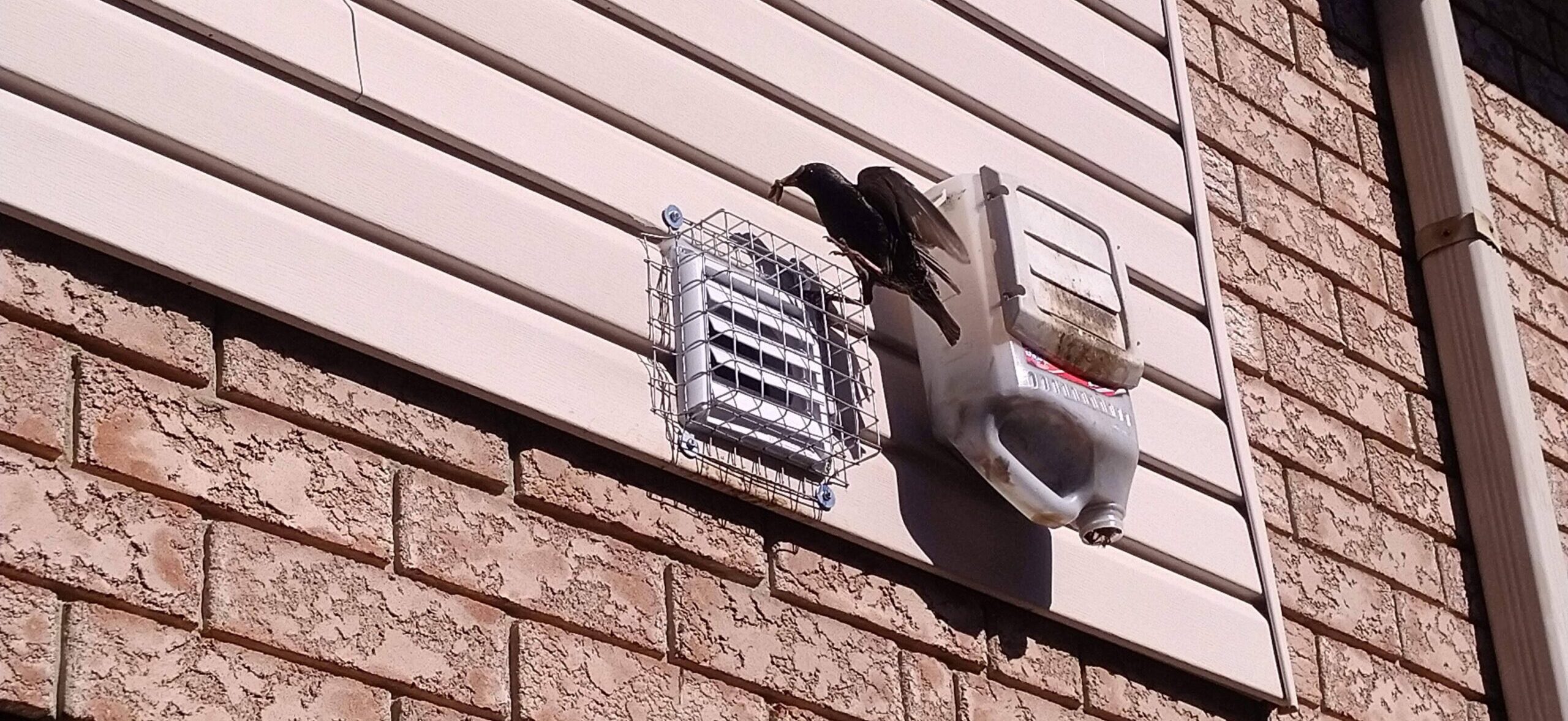 A European starling with nesting material in its beak perched on a residential wall exhaust vent next to a secure wire vent cover