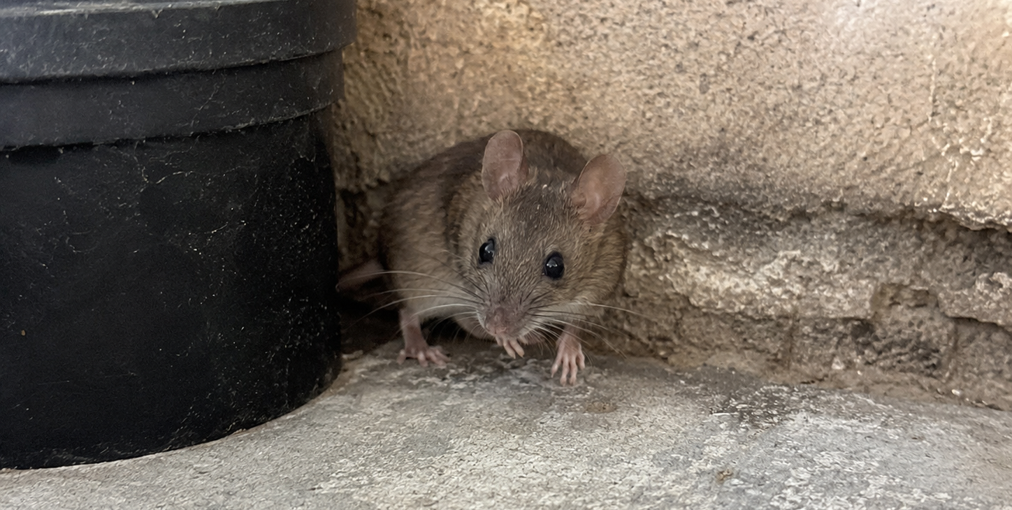 A small brown mouse peeks out from a tight space between a textured concrete wall and a black plastic fixture.