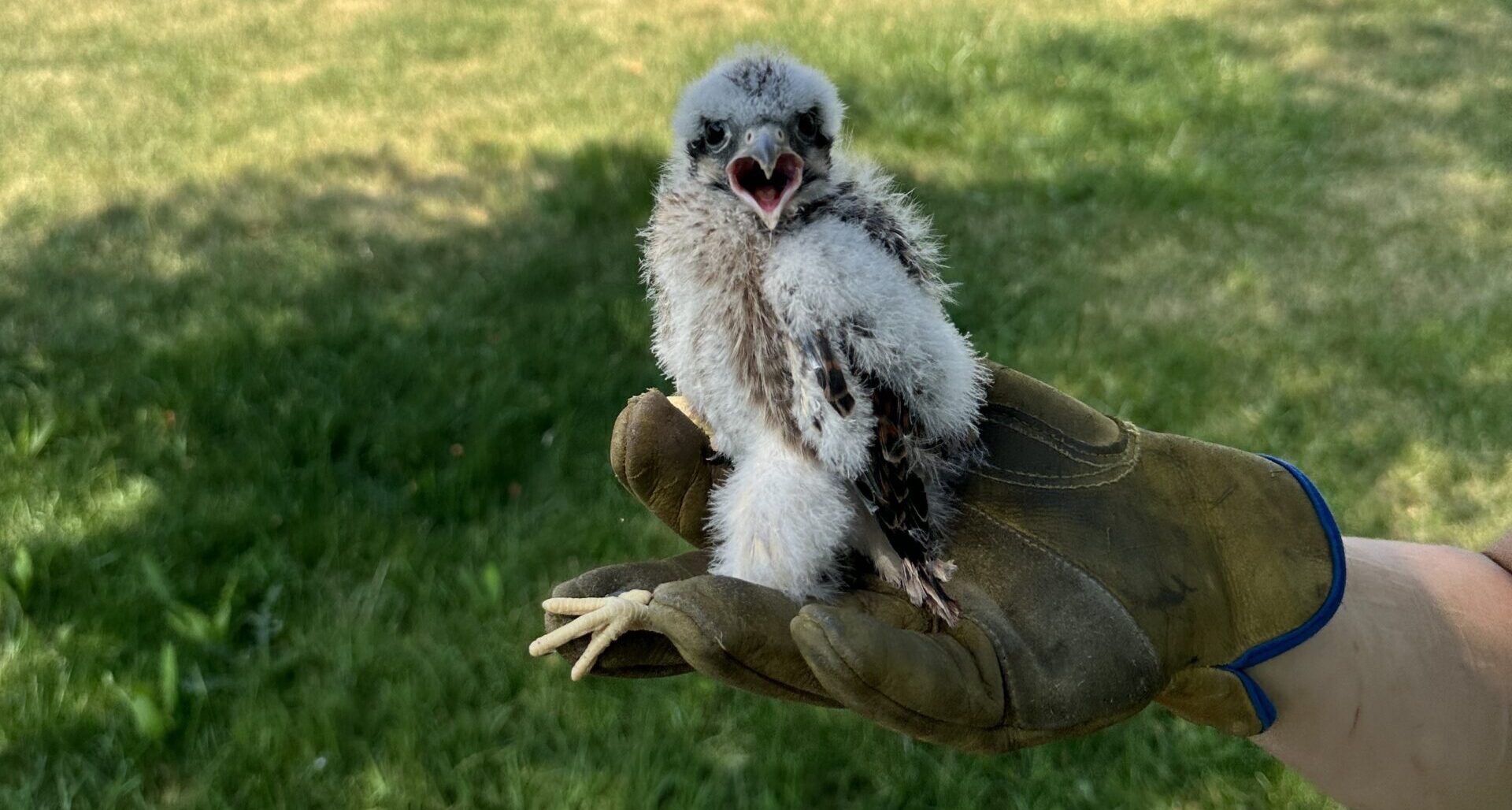 A wildlife technician wearing a heavy leather work glove holds a fluffy, white down-covered baby bird of prey with an open beak.