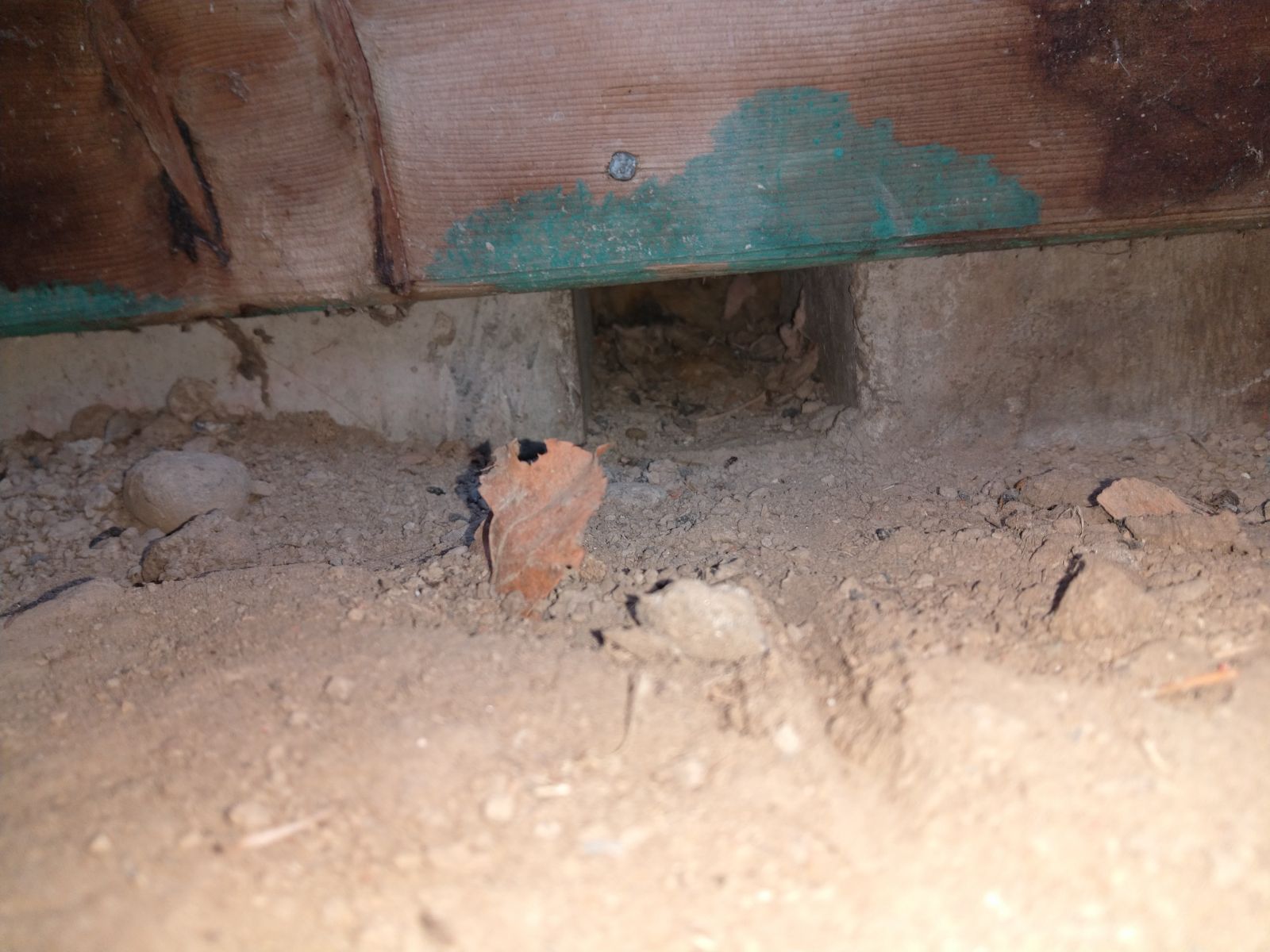 Rat entry
