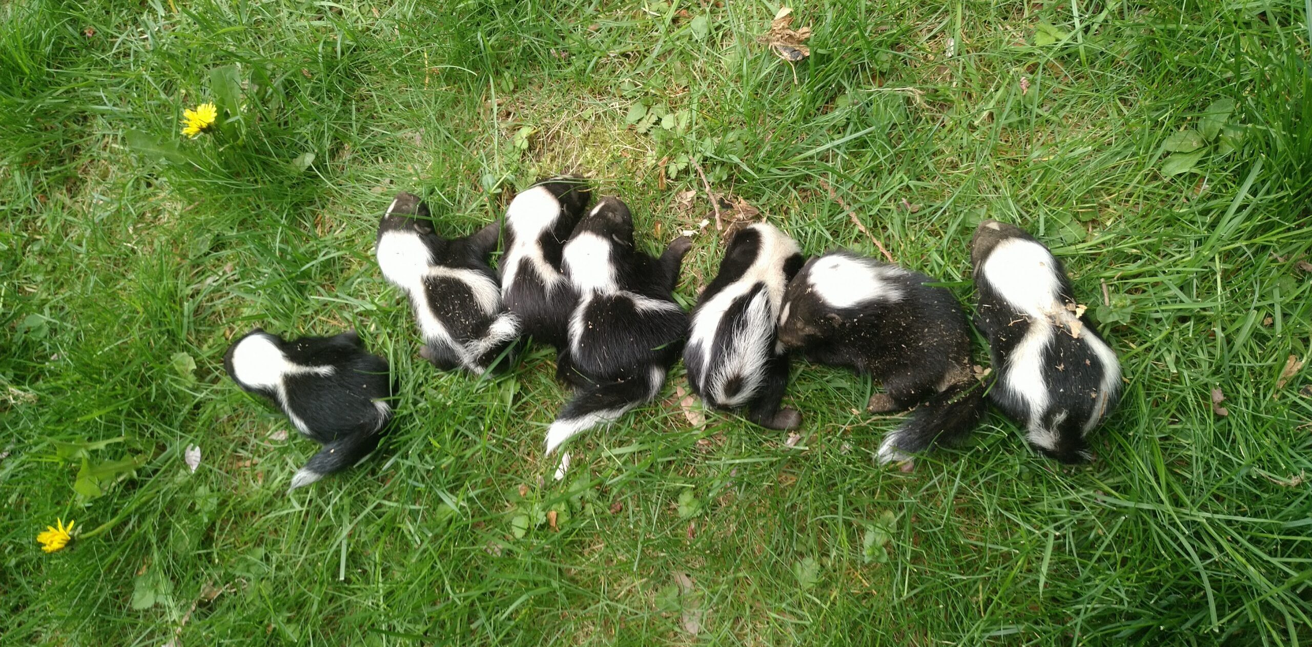 A litter of baby skunks with black and white fur patterns sitting together in the grass