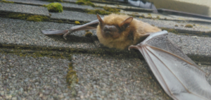 A small brown bat with extended wings rests on a grey asphalt roof shingle covered in patches of moss.