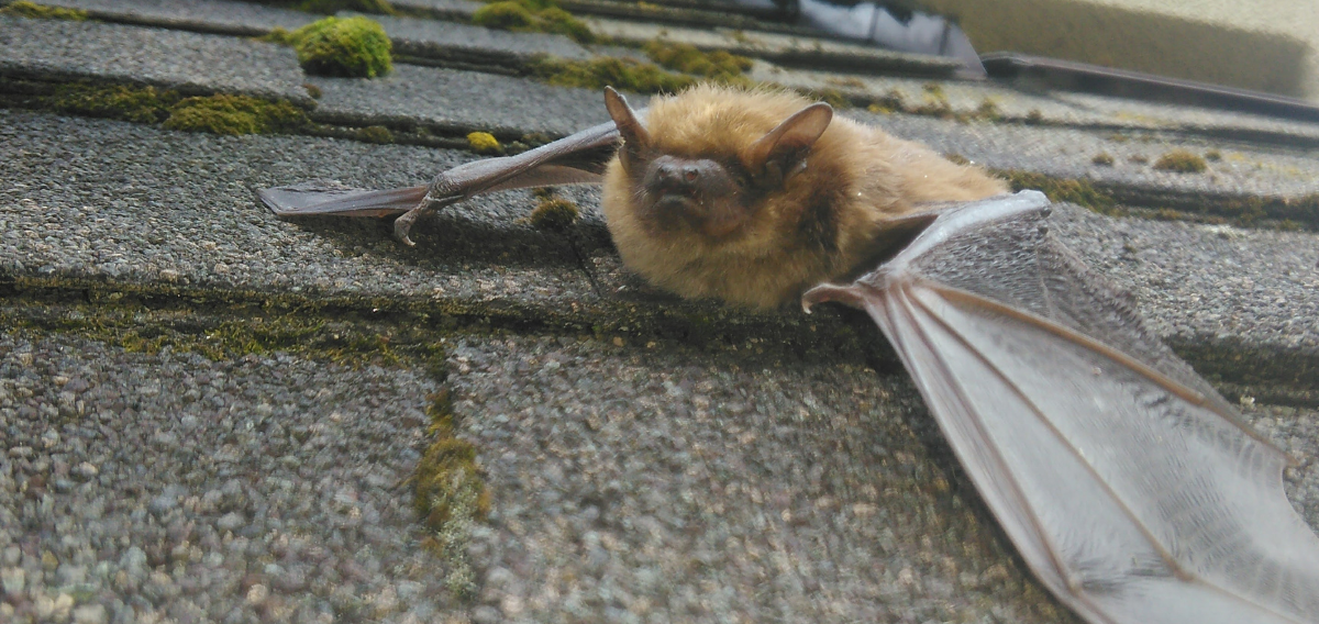 A small brown bat with extended wings rests on a grey asphalt roof shingle covered in patches of moss.