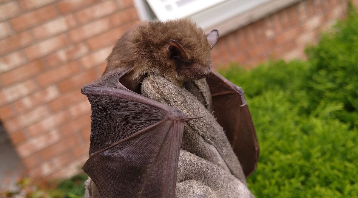 A small brown bat being held securely by a Skedaddle Humane Wildlife Control technician wearing a thick leather wildlife handling glove