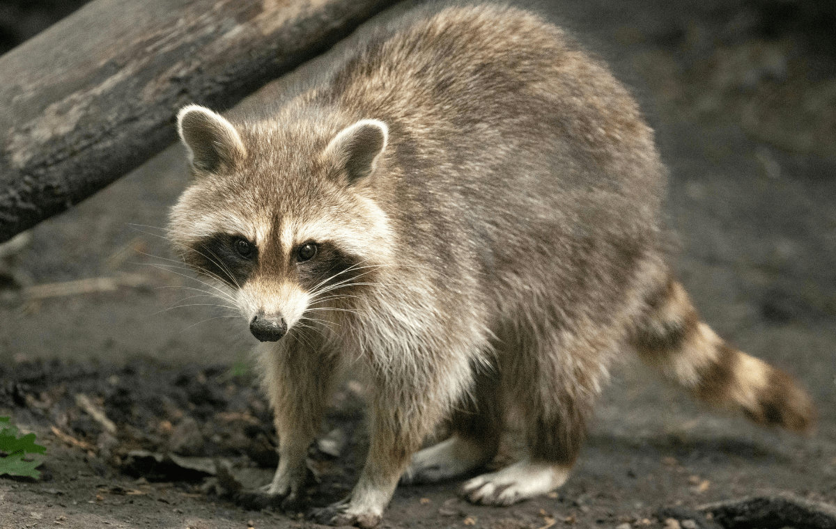 A large, furry raccoon stands on the ground looking forward, with a thick fallen log visible in the upper-left background.