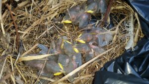 Top-down view of a cluster of small, featherless baby birds with yellow-rimmed beaks resting together inside a nest made of dried straw and twigs.