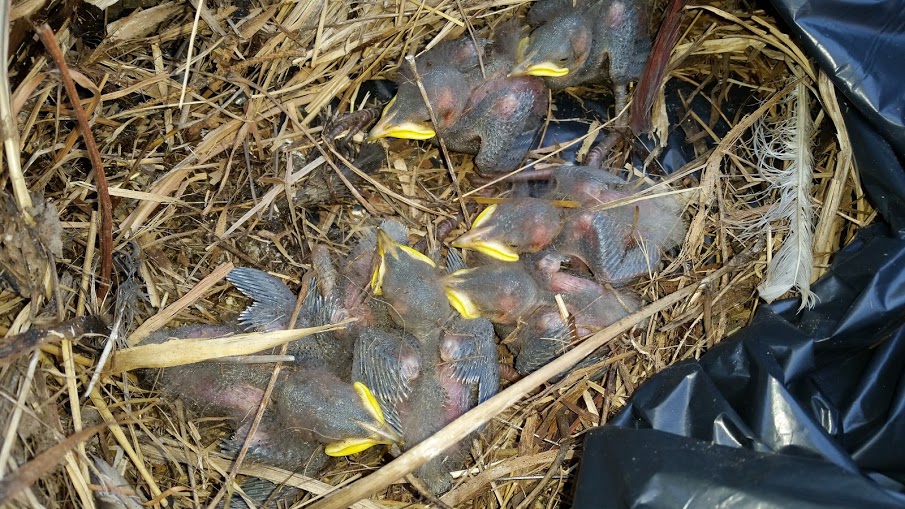 Top-down view of a cluster of small, featherless baby birds with yellow-rimmed beaks resting together inside a nest made of dried straw and twigs.