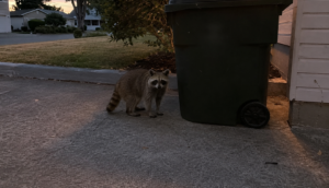Raccoon Next to a Rolling Garbage Bin on a Residential Driveway