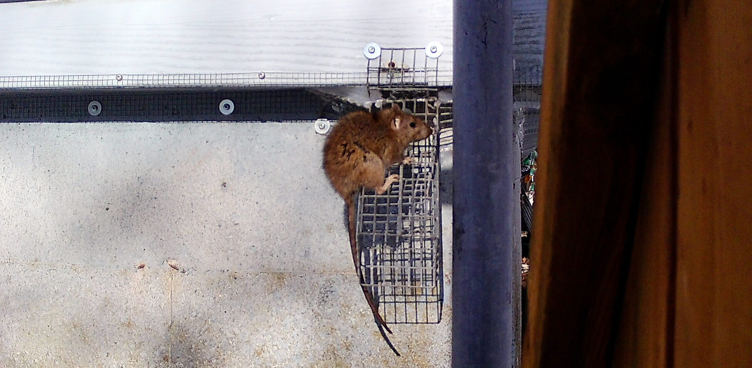 Rat Sitting on a One-Way Wildlife Exclusion Door