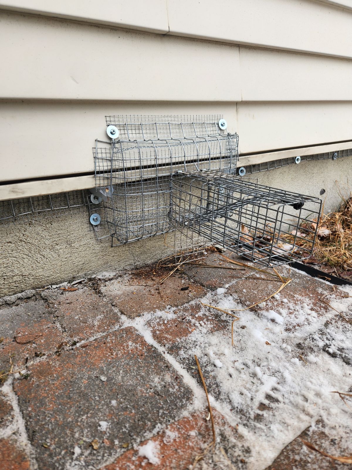 Norway rats on insulation