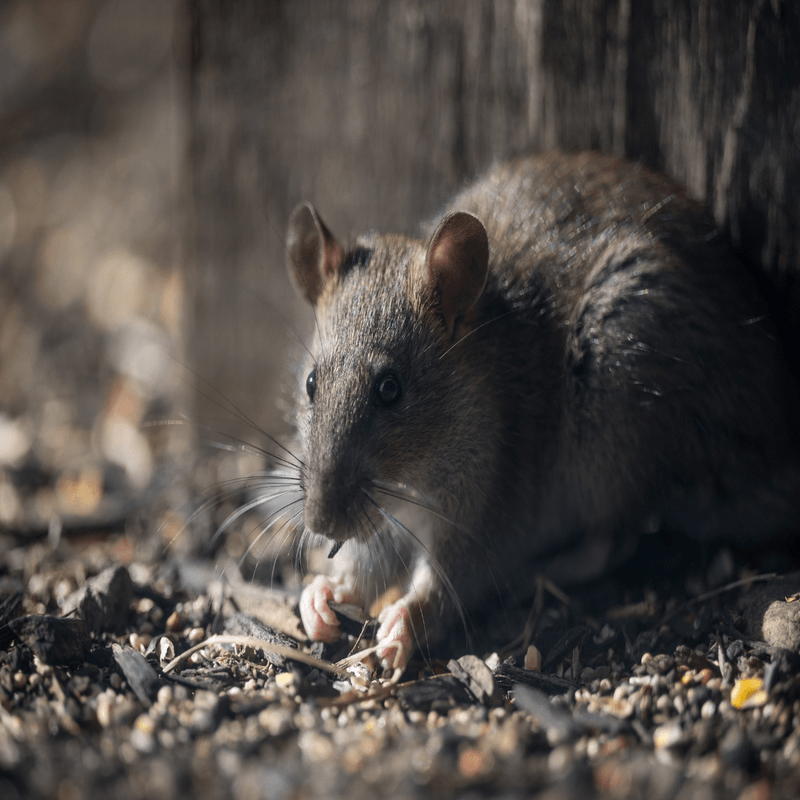 Rat in basement