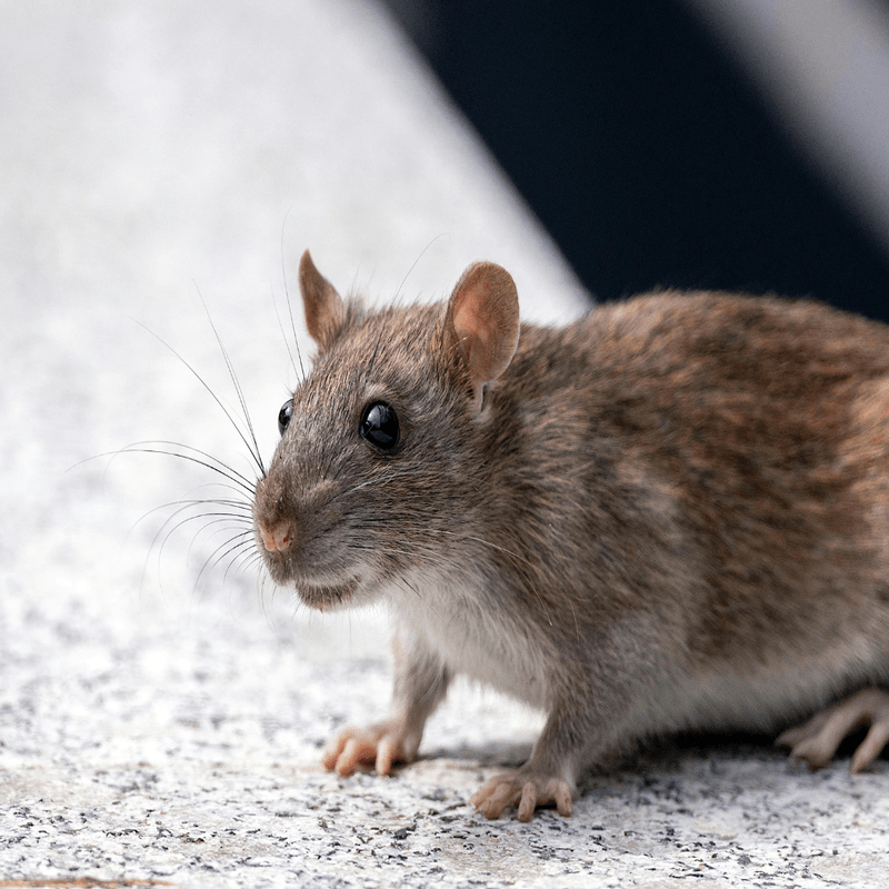 Rat in kitchen