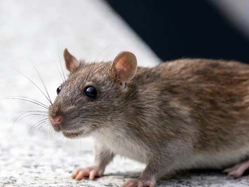 Rat in kitchen