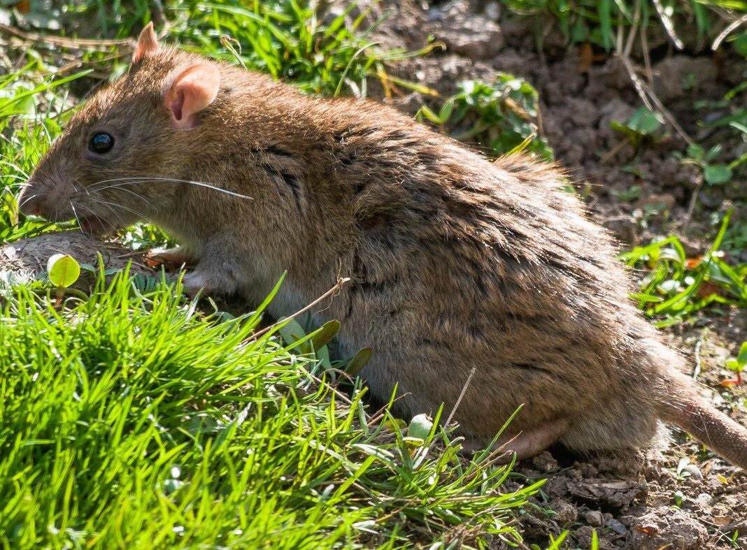 Rat entry point