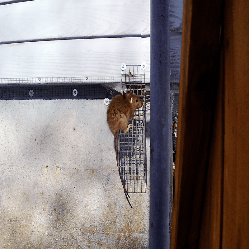 Rat sits on top of one way door after removal