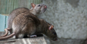 Rats In Richmond Hill Home