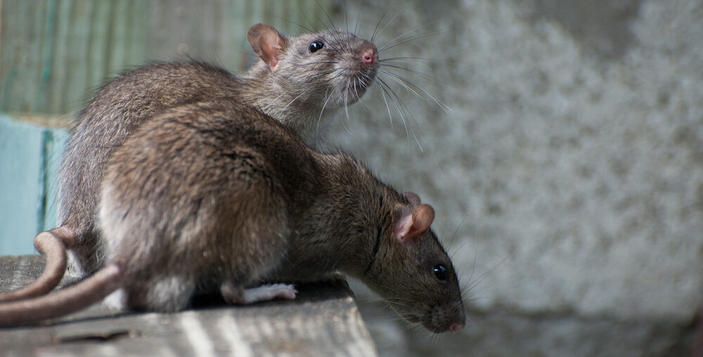 Rats In Richmond Hill Home