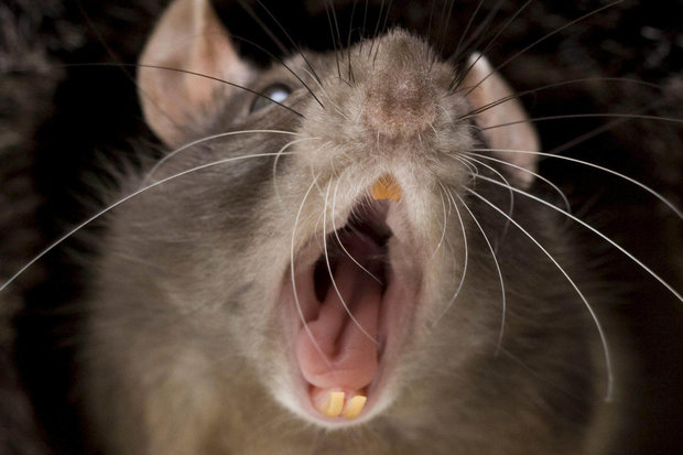 Rat damage