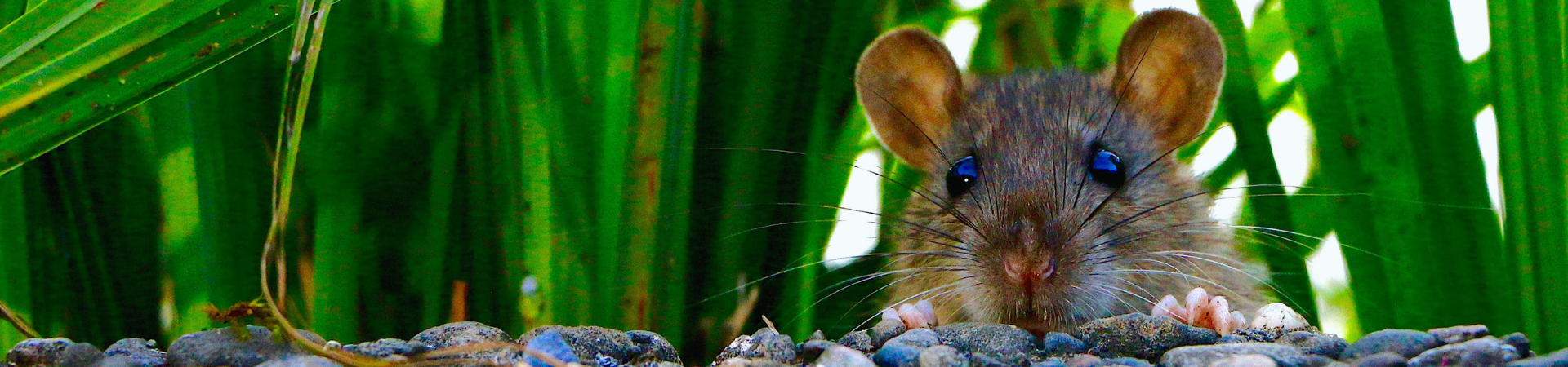 RAT