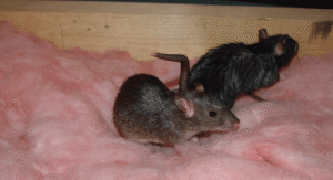 Rats in the attic