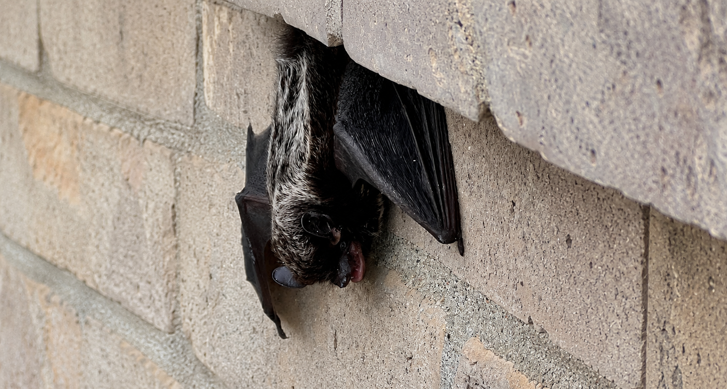 Close up of a silver haired bat hanging from a brick wall crevice