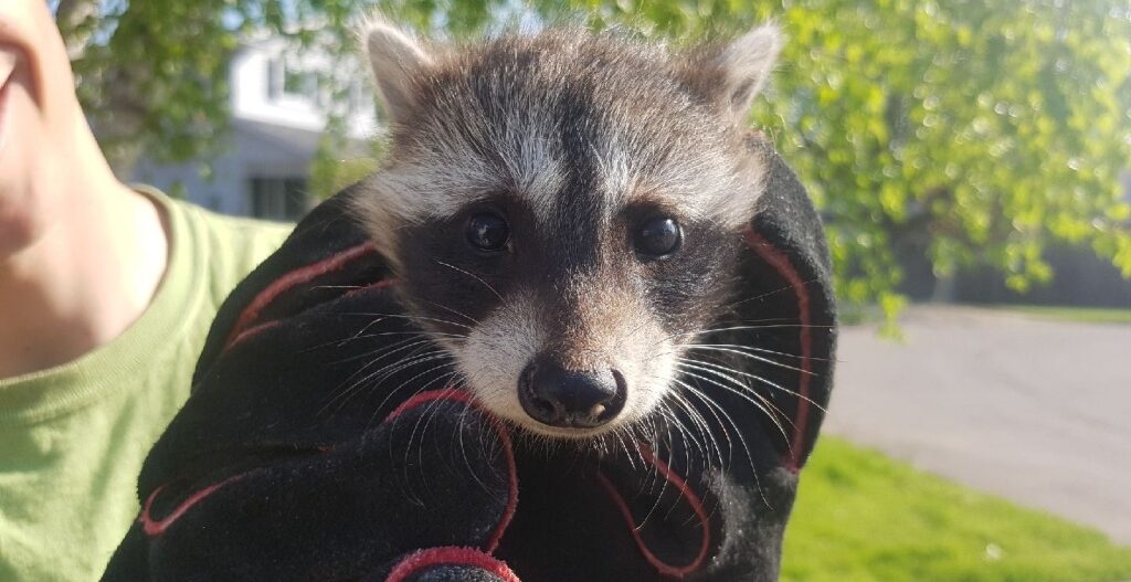 Skedaddle Humane Wildlife Control technician wearing heavy protective gloves safely holding a rescued baby raccoon outdoors