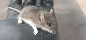 A small wild mouse being held safely by a Skedaddle Humane Wildlife Control technician wearing a black protective glove