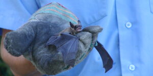 Skedaddle Humane Wildlife Control technician wearing a thick protective glove while safely holding a small bat during a removal