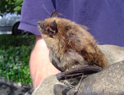 Skedaddle North Atlanta Technician Holding a Bat