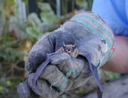Skedaddle Technician Holding a Bat
