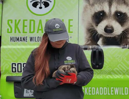 Skedaddle Technician Holding Raccoon