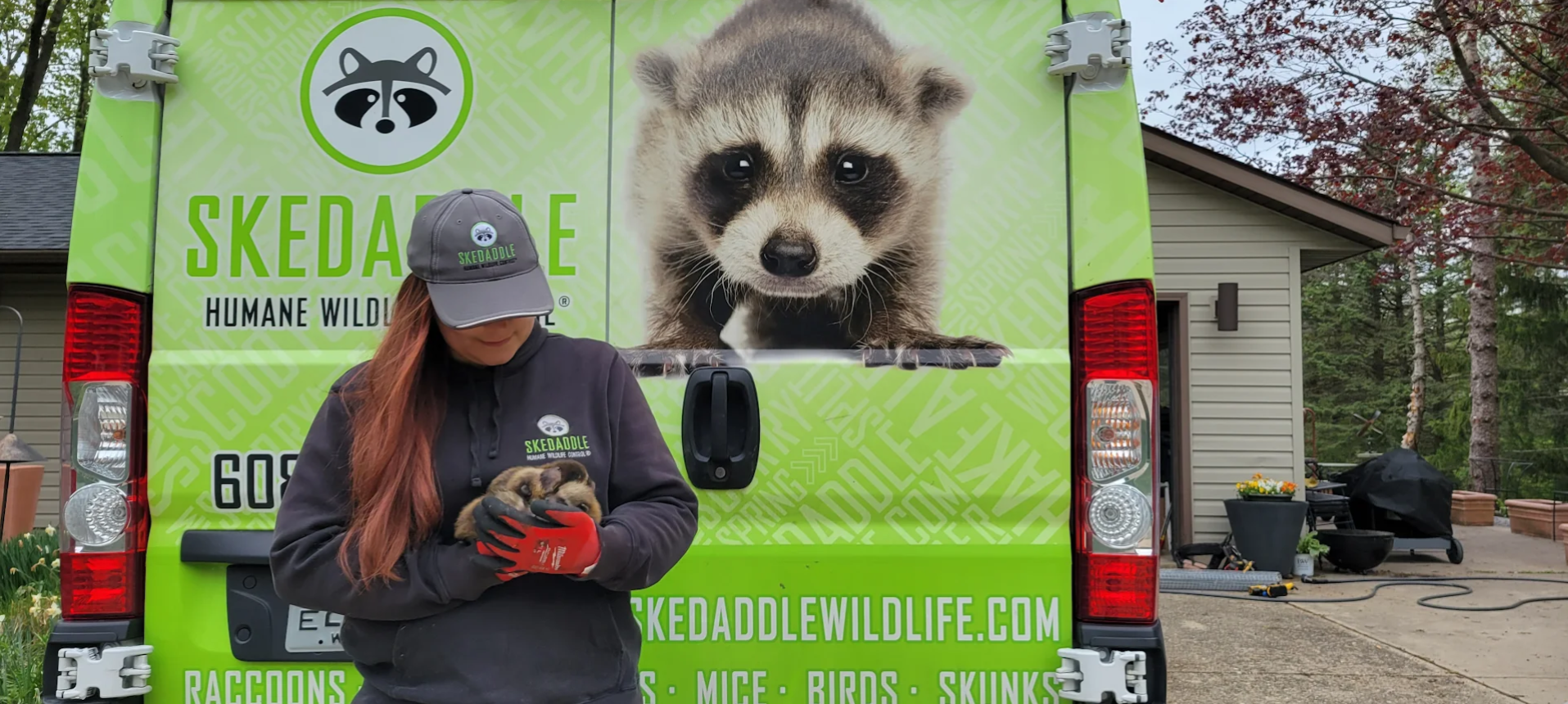 A Skedaddle Humane Wildlife Control technician wearing branded gear and heavy-duty gloves, gently holding a rescued baby raccoon in front of a bright green service van featuring a large raccoon graphic.