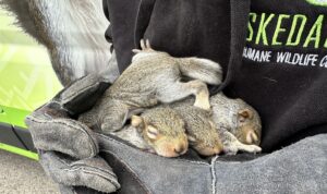 Baby squirrels safely held by Skedaddle Humane Wildlife Control technician