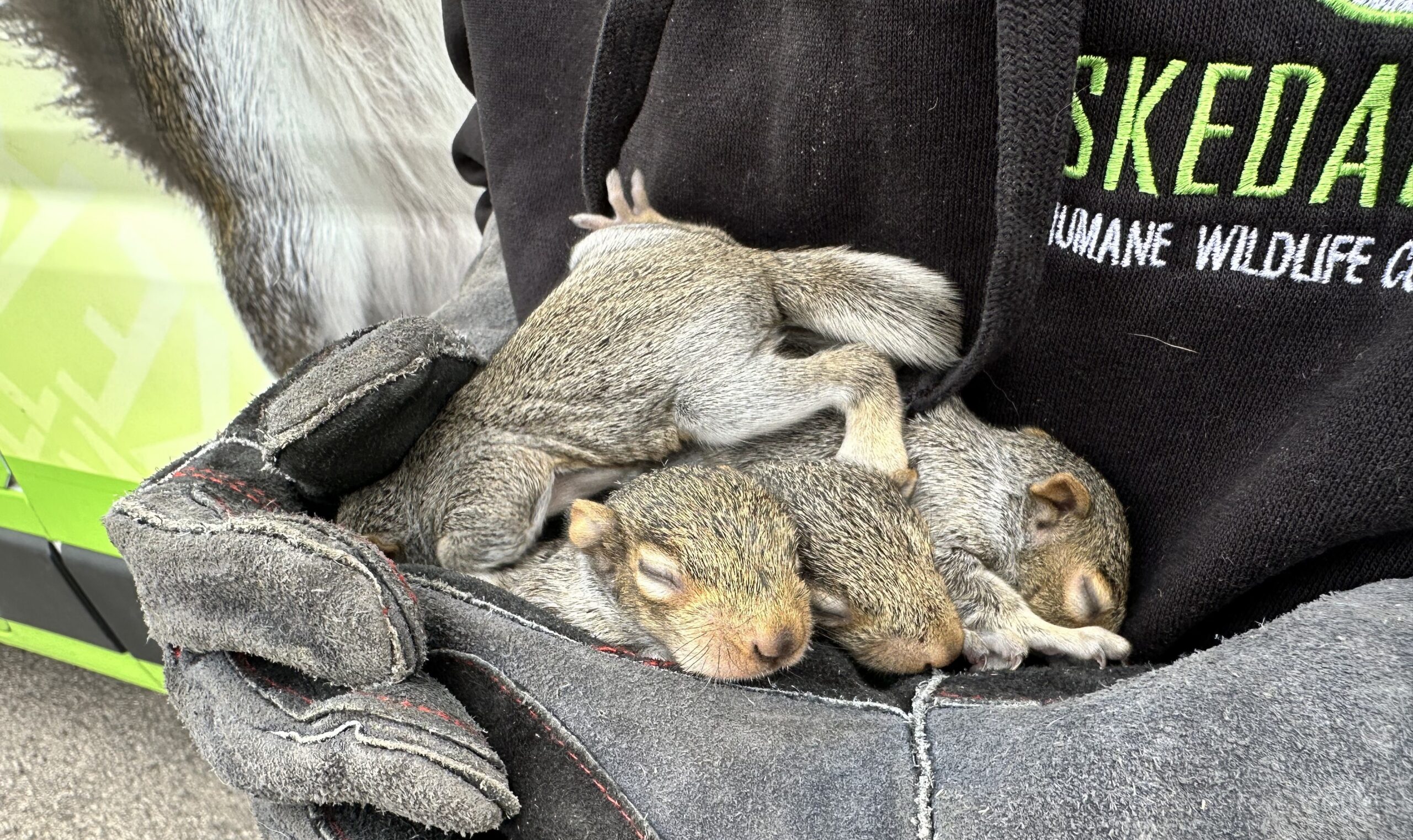 Baby squirrels safely held by Skedaddle Humane Wildlife Control technician