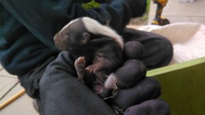 A close up view of a tiny striped baby skunk kit with closed eyes sitting safely on a technician's thick black protective handling glove.