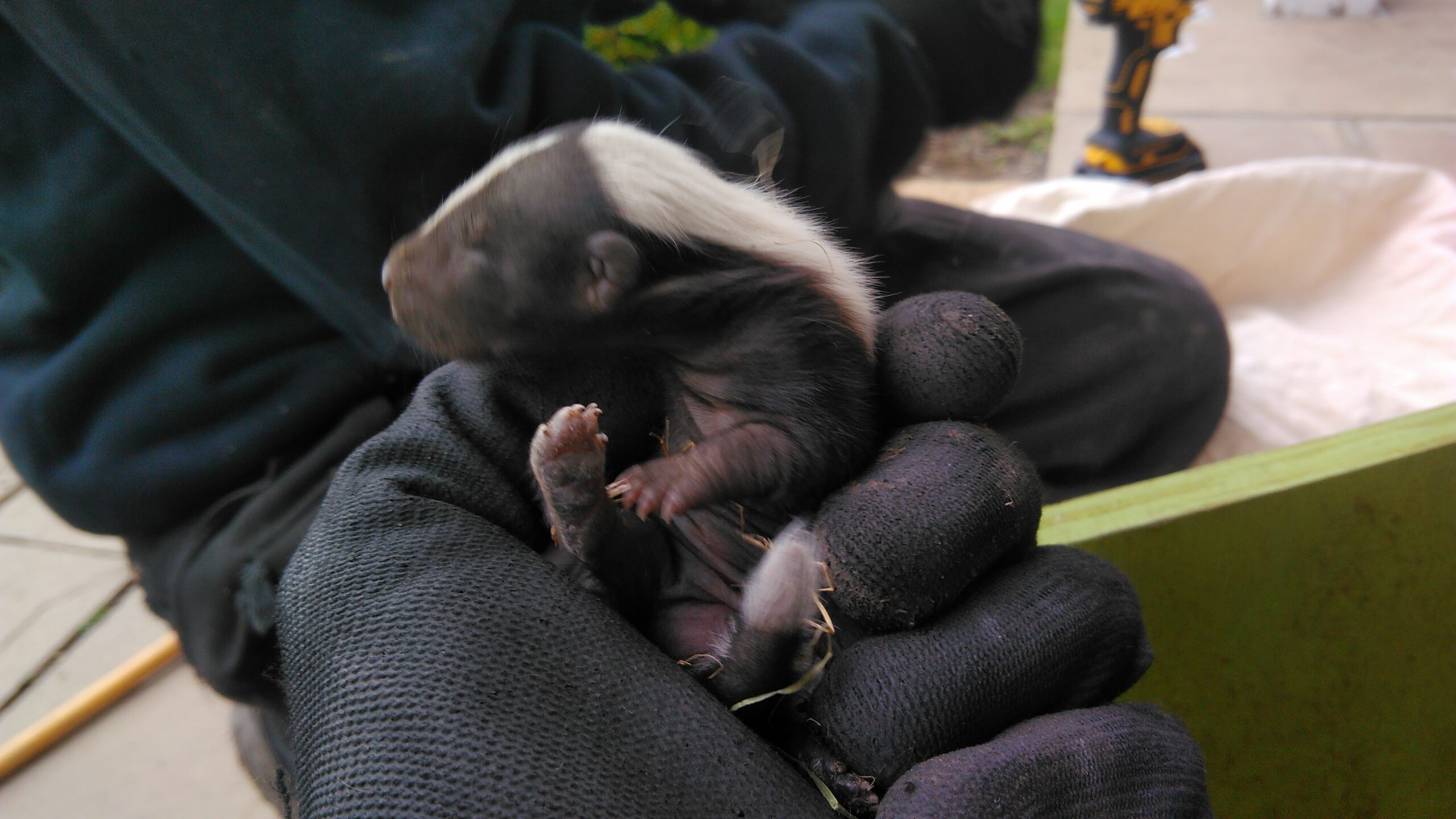 A close up view of a tiny striped baby skunk kit with closed eyes sitting safely on a technician's thick black protective handling glove.
