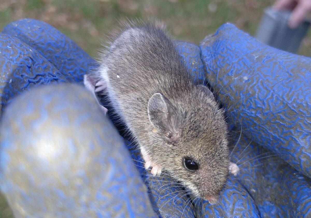 A close-up view of a small, wild deer mouse sitting safely on a technician's thick blue protective handling glove during a humane wildlife removal.