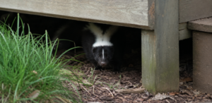 Skunk under porch
