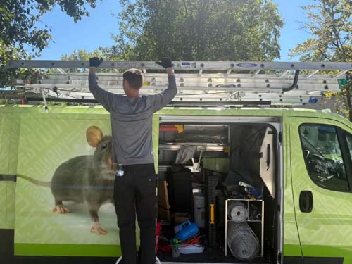 Technician ready for wildlife removal