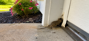 A wild mouse entering a house through a small hole in the rotted wood of a garage door frame